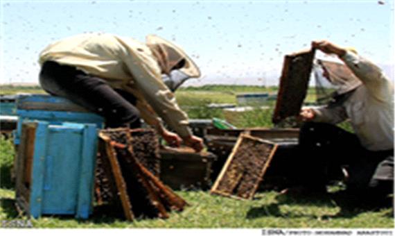 زنبورداران به شغل‌هاي کاذب رو مي‌آورند