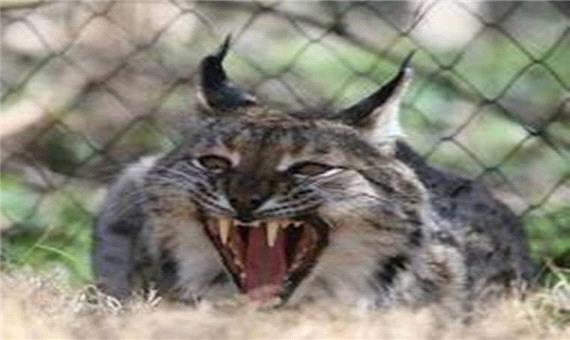 گربه وحشی آسیایی در منطقه حفاظت شده کاشان مشاهده شد
