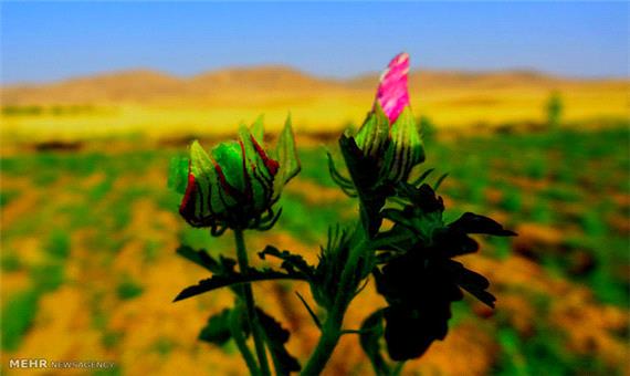 اصفهان در کشت گیاهان دارویی موفق عمل کرده است