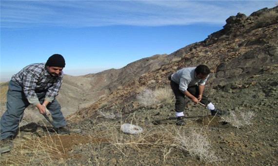 بادام کوهی اسکوپاریا در 400 هکتار از عرصه های ملی شهرستان نطنز کشت می شود
