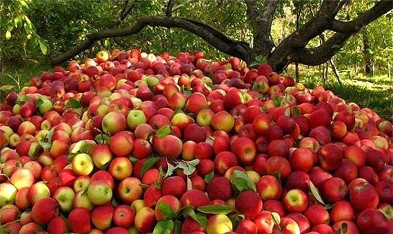 نبود نگاه تخصصی برای تولید و عرضه سیب سمیرم مانع صادرات شده است