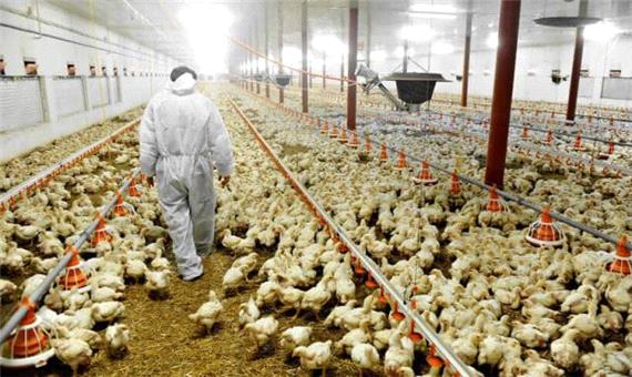 قرنطینه چهار واحد پرورش مرغ در نجف آباد به دلیل شیوع انفلوآنزای فوق حاد پرندگان