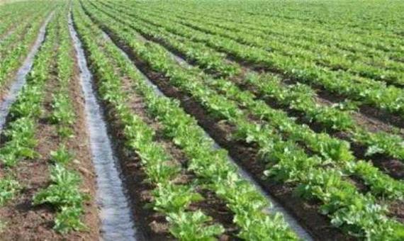 70 میلیارد ریال برای تجهیز بخش کشاورزی نطنز به روش های نوین آبیاری تخصیص یافت