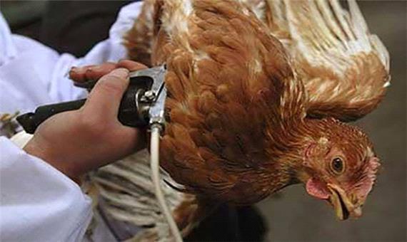 پرورش مرغ‌های رنگی عامل اصلی شیوع آنفلوانزای فوق حادپرندگان است