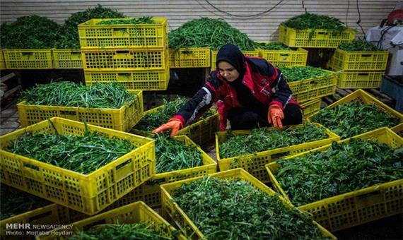 سالانه 760 تن سبزی و صیفی‌جات خشک در اصفهان بسته‌بندی می‌شود
