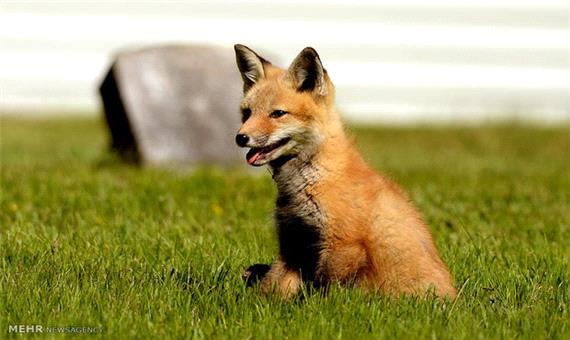 یک قلاده روباه در فلاورجان زنده گیری و رها شد/دستگیری متخلف شکار