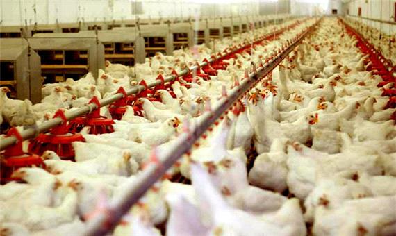 کاهش قیمت مرغ طی 2 روز گذشته/ نرخ به کیلویی 7 هزار تومان رسید