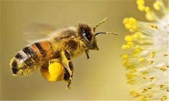 بررسی تأثیر زهر زنبورعسل بر سلول‌های سرطانی روده بزرگ