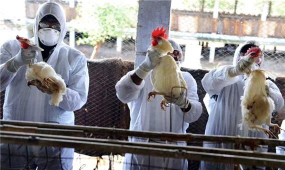 سه مرغداری در نجف آباد به  آنفلوآنزای پرندگان آلوده شد