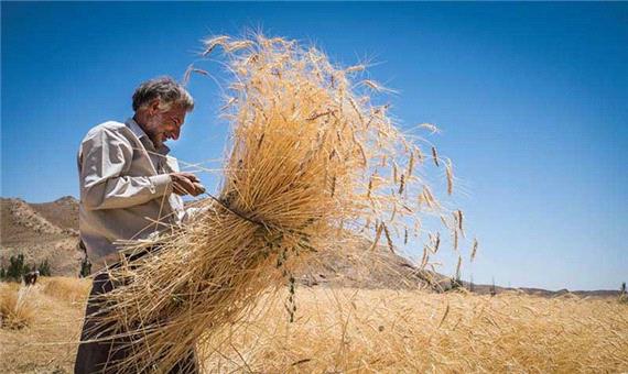 39 هزار تُن گندم از کشاورزان اصفهان خریداری شد