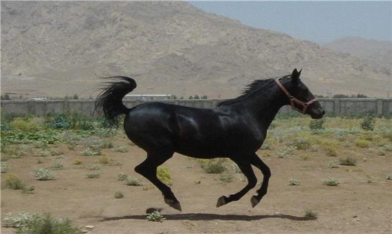 جشنواره اسب اصیل کُرد در نجف آباد برگزار می شود