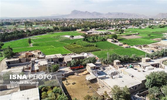 جهاد کشاورزی باید با کشت برنج در اصفهان برخورد کند