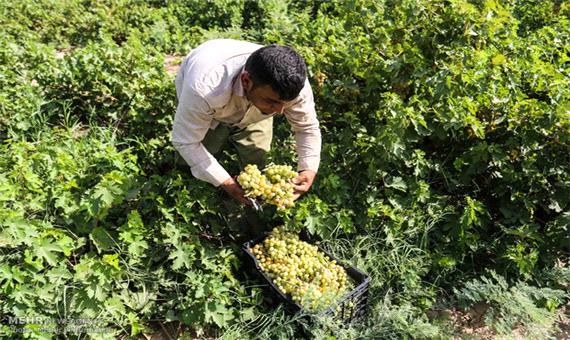 خشکسالی اثر منفی در میزان باروری و تولید انگور اصفهان گذاشته است