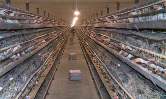 تولید 27 هزار تن تخم مرغ در کاشان