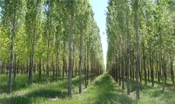 زراعت چوب در 220 هزار هکتار از عرصه‌های کشور اجرا شده است